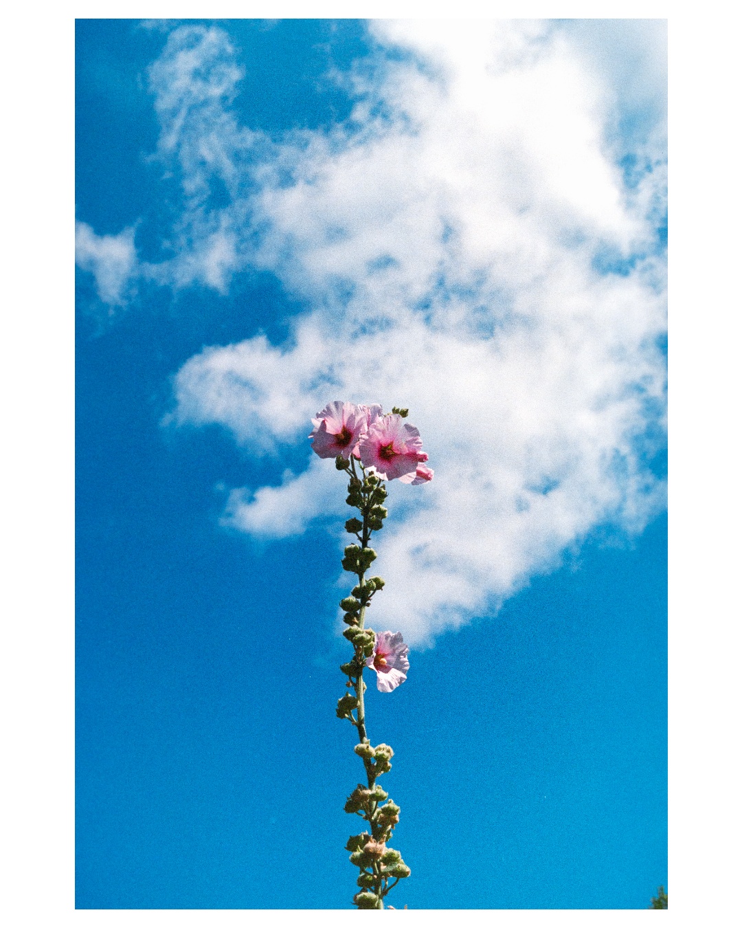 With White Border